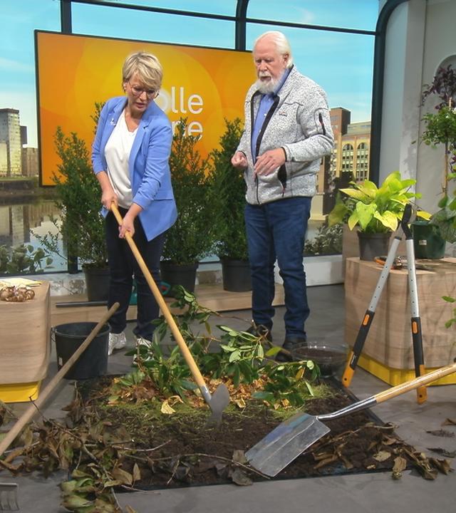 Elmar Mai gibt im "Volle Kanne"Studio Tipps zu den Gartenvorbereitungen im Herbst für die kommende Saison