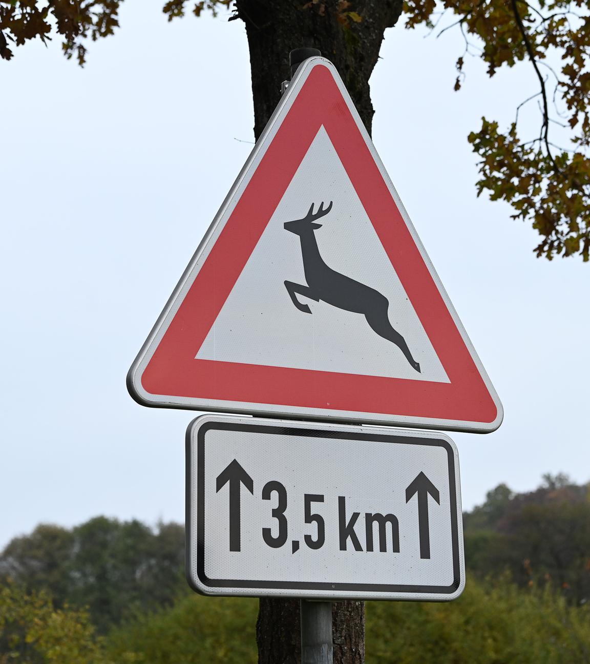 Erhöhte Gefahr von Wildunfällen