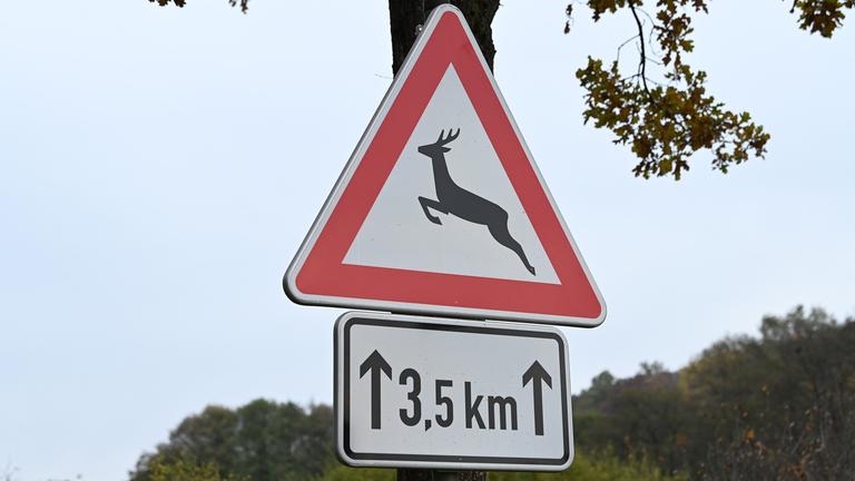 Erhöhte Gefahr von Wildunfällen