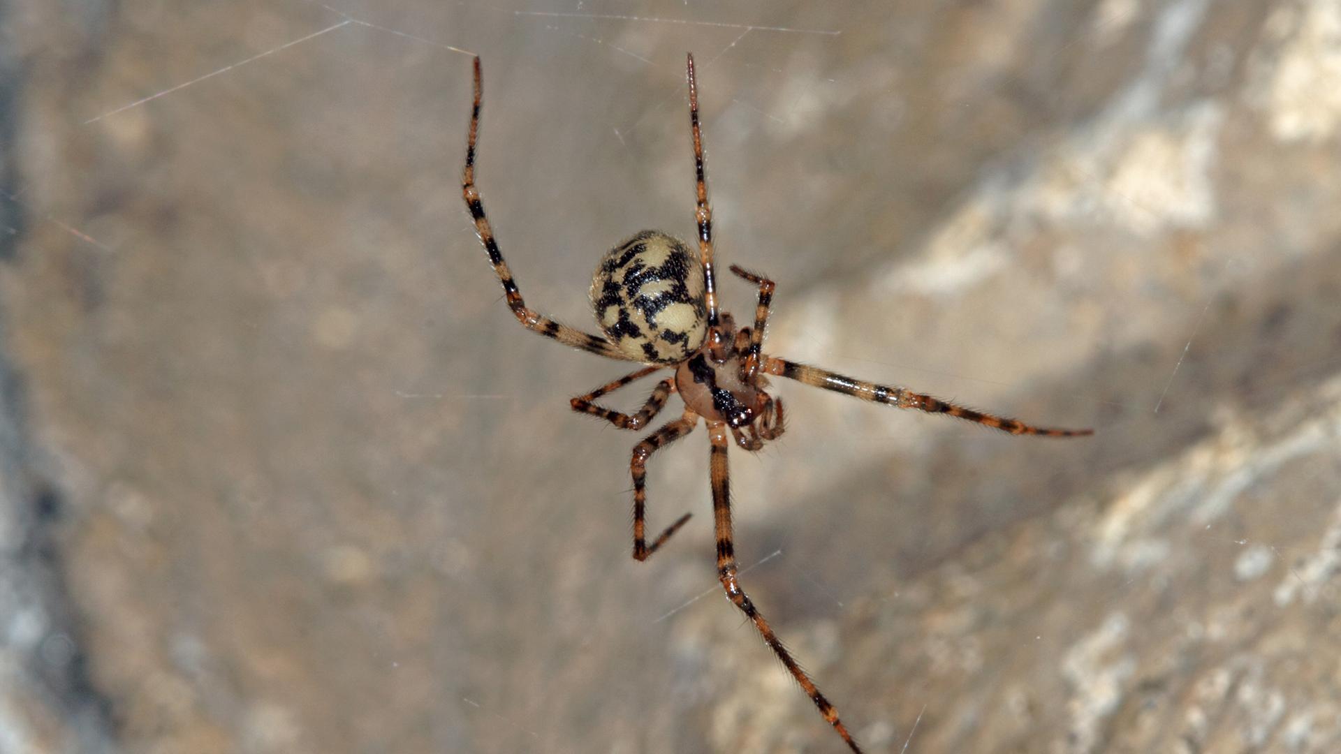 Gefleckte Höhlenspinne