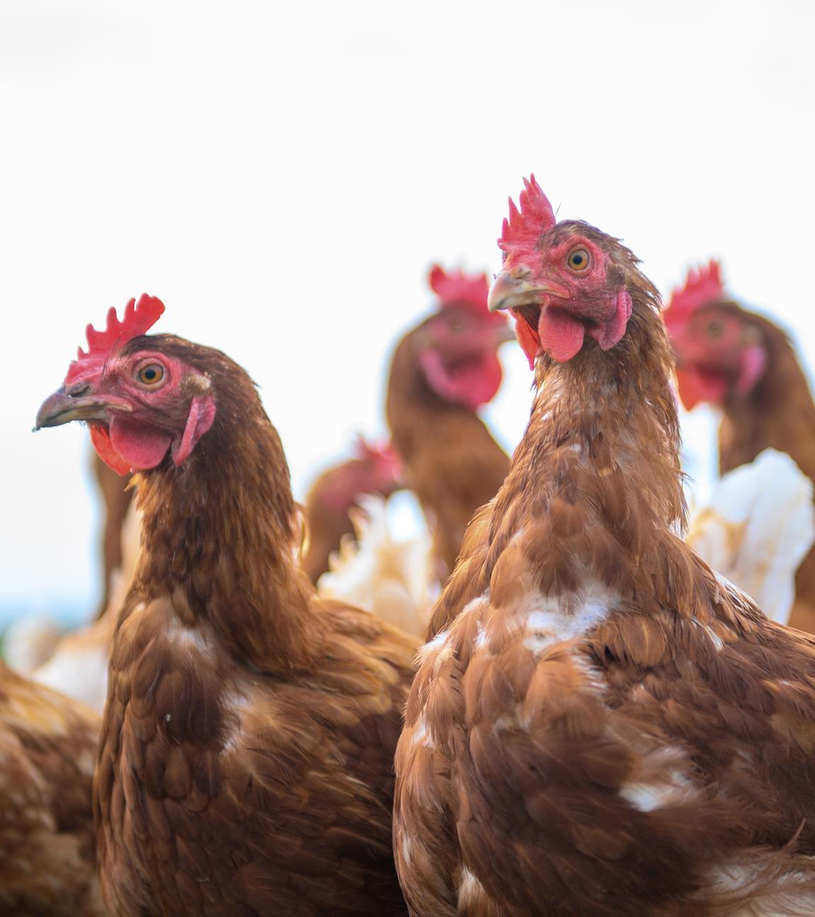 08.04.2025, Sachsen-Anhalt, Sülzetal: Legehennen auf einer Wiese vom "Geflügelhof Braune".
