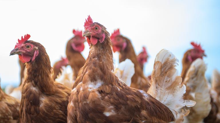 08.04.2025, Sachsen-Anhalt, Sülzetal: Legehennen auf einer Wiese vom "Geflügelhof Braune".