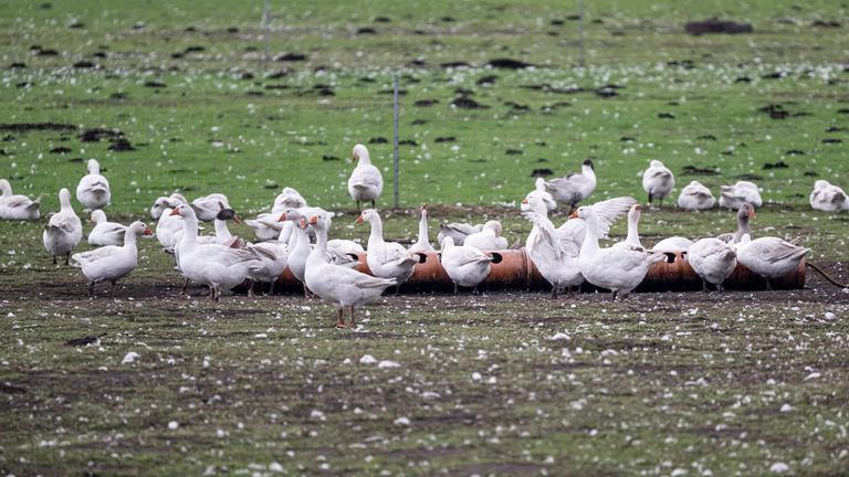 Brandenburg, Kremmen: Auf dem von Geflügelpest betroffenen Spargelhof Kremmen laufen Gänse über das Feld.