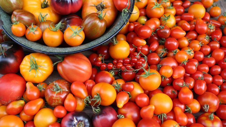 Rezepte rund um Tomaten 