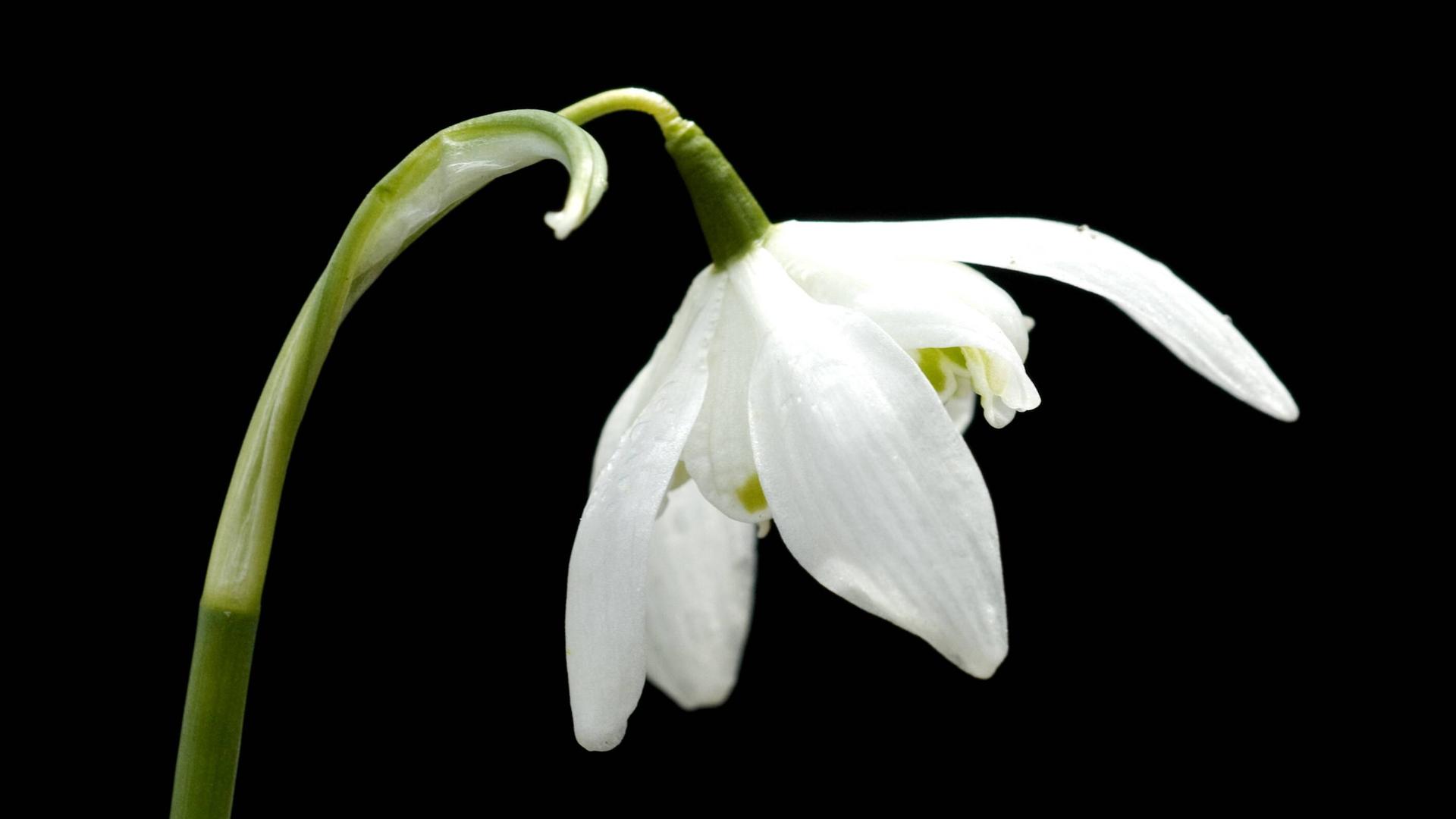 Ein Schneeglöckchen mit gefüllten Blüten