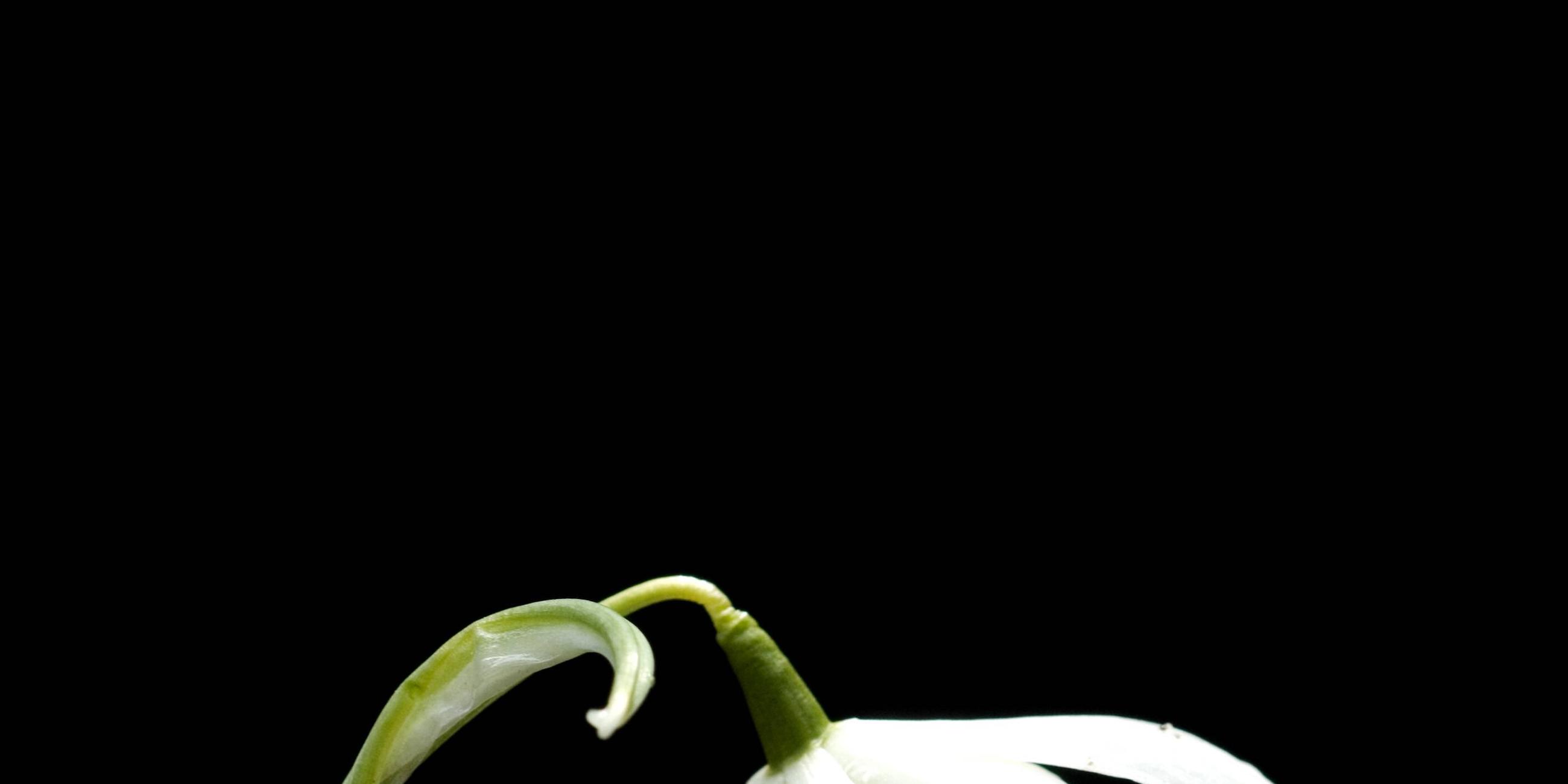 Ein Schneeglöckchen mit gefüllten Blüten