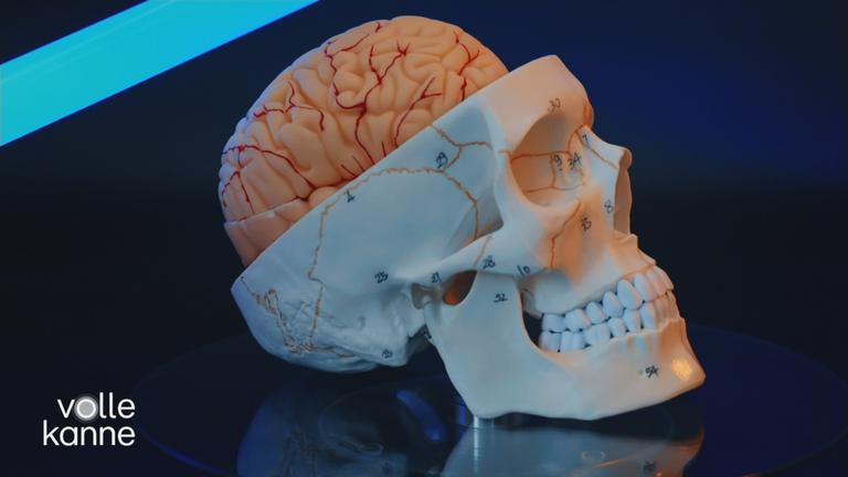 Gehirn: Das soziale Organ