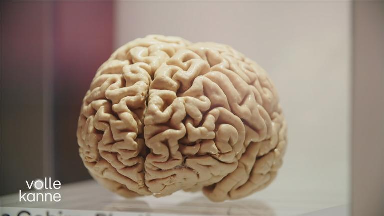 Modell eines Gehirns