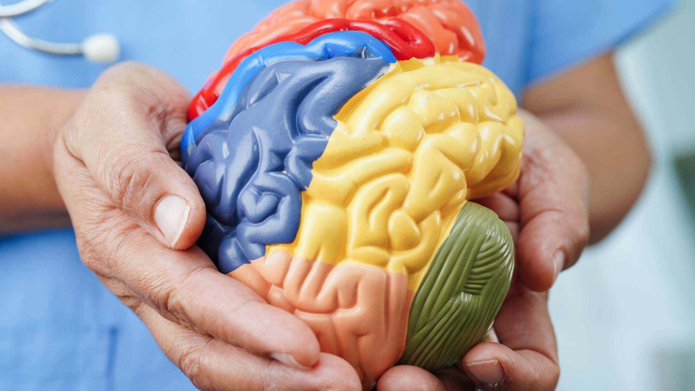 Eine Person in medizinischem Kittel hält das anatomische Modell eines Gehirns in der Hand, dessen Hälften verschieden eingefärbt sind.