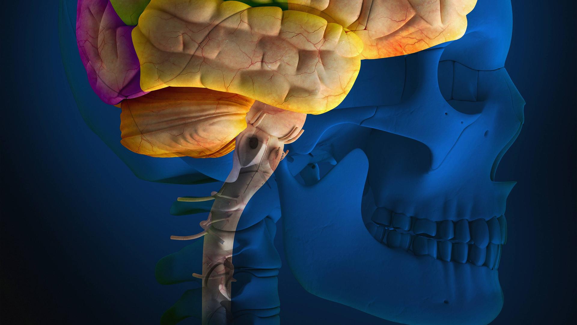 Verbindung von Gehirn zu Rückenmark