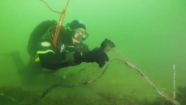 WWF-Taucherin erklärt: So gefährlich sind 