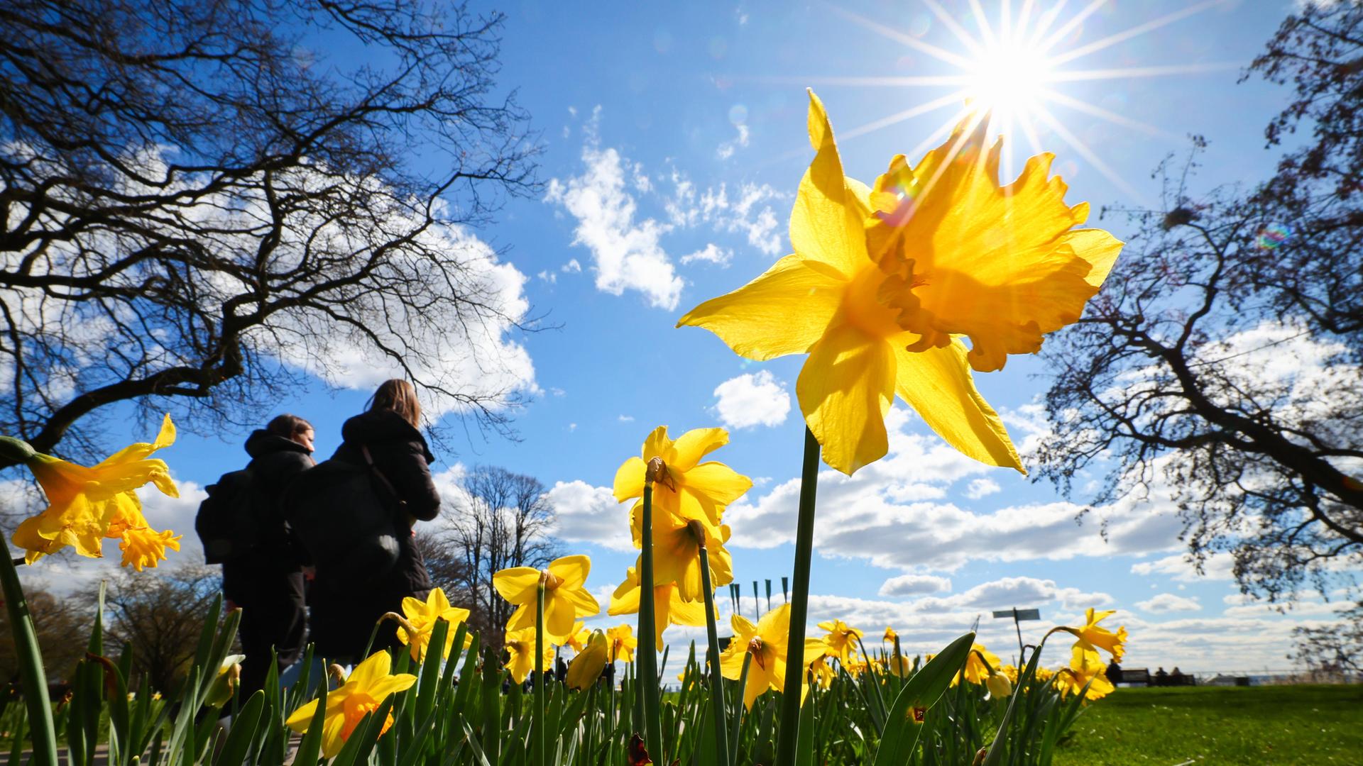 Hamburg: Gelbe Narzissen stehen bei strahlendem Sonnenschein an einem Fußweg zum Altonaer Balkon an der Elbe.
