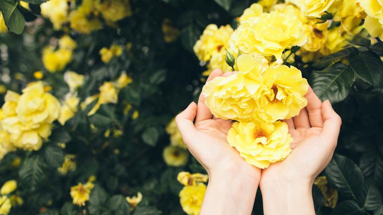 Hände, die leuchtend gelbe Rosen halten, umgeben von üppigem grünem Laub in einer Gartenumgebung