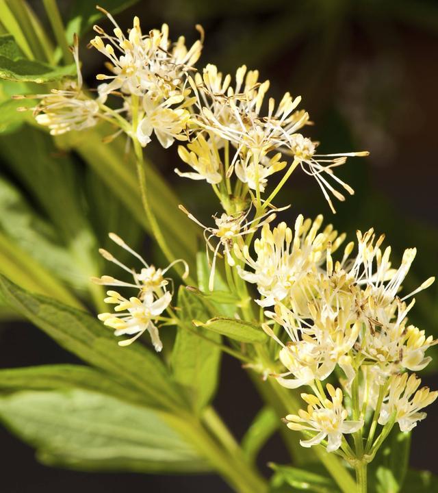 Blume des Jahres 2027: Gelbe Wiesenraute (Thalictrum flavum)