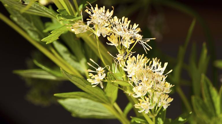 Blume des Jahres 2027: Gelbe Wiesenraute (Thalictrum flavum)
