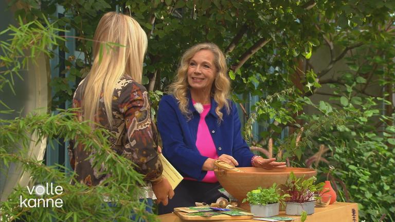 Gemüsepflanzen im Bild