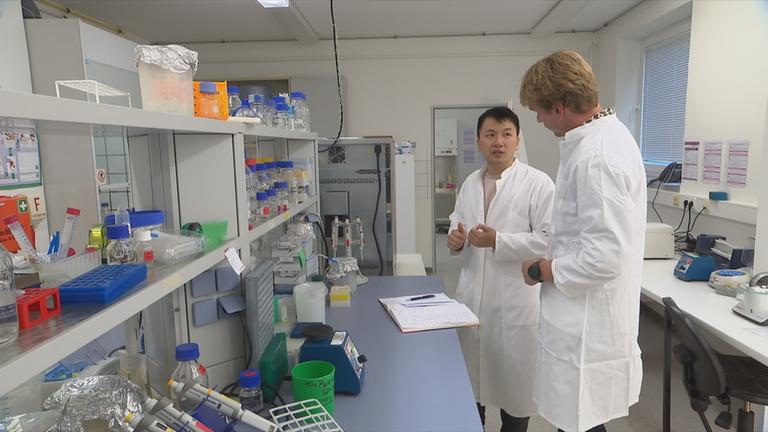 Gentechnik gegen aussterbende Bananen