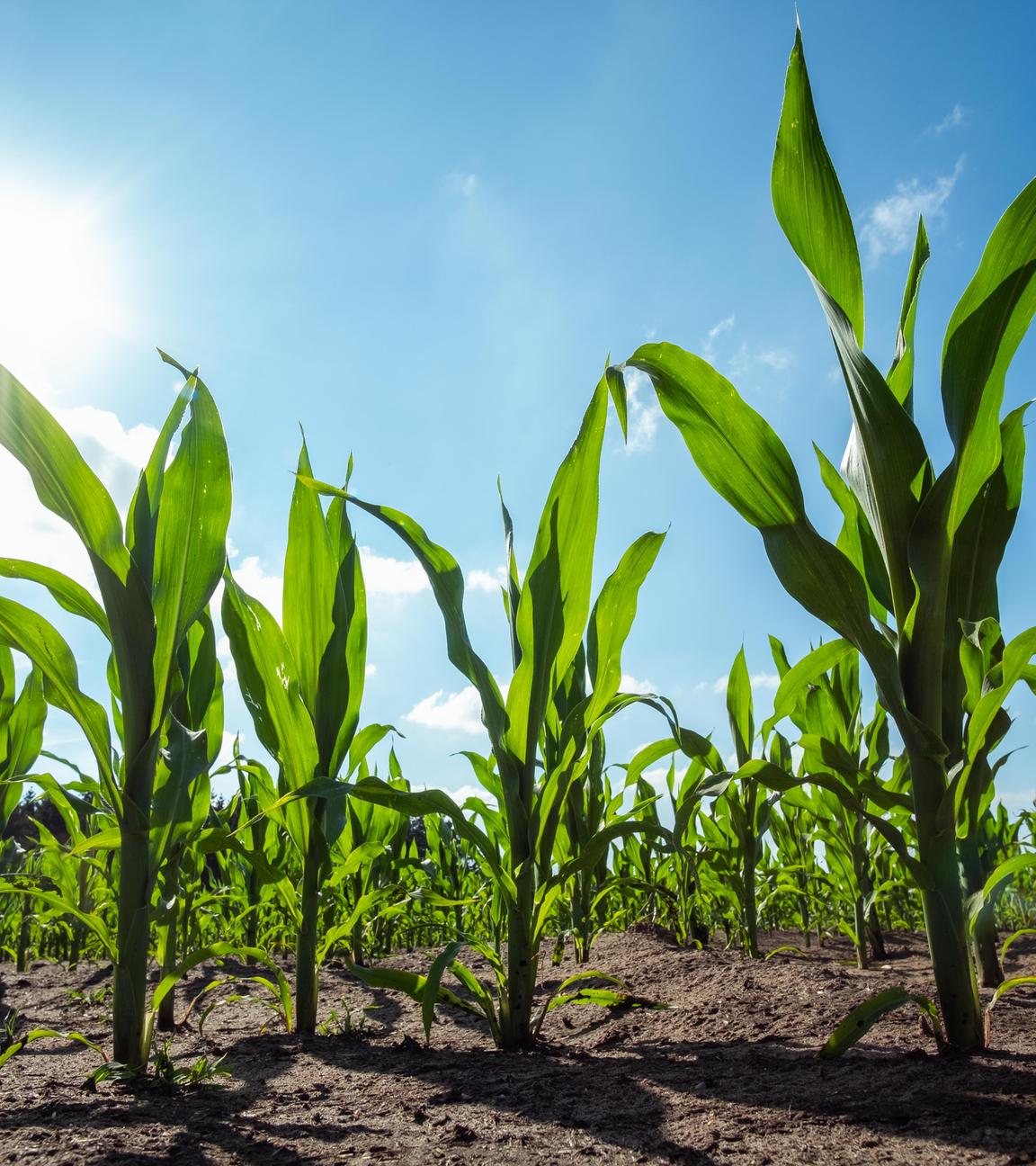 Maispflanzen wachsen auf einem Feld.