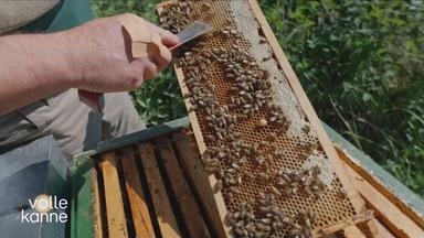 Bienen auf Honigwaben