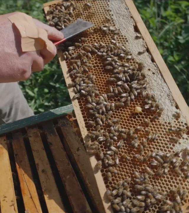 Bienen auf Honigwaben