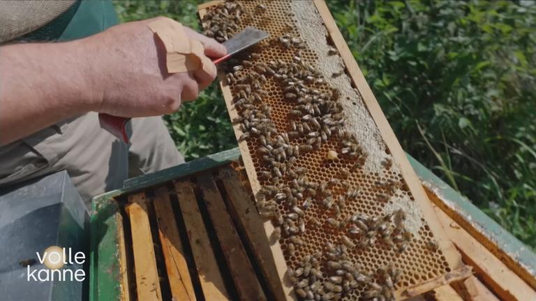 Bienen auf Honigwaben