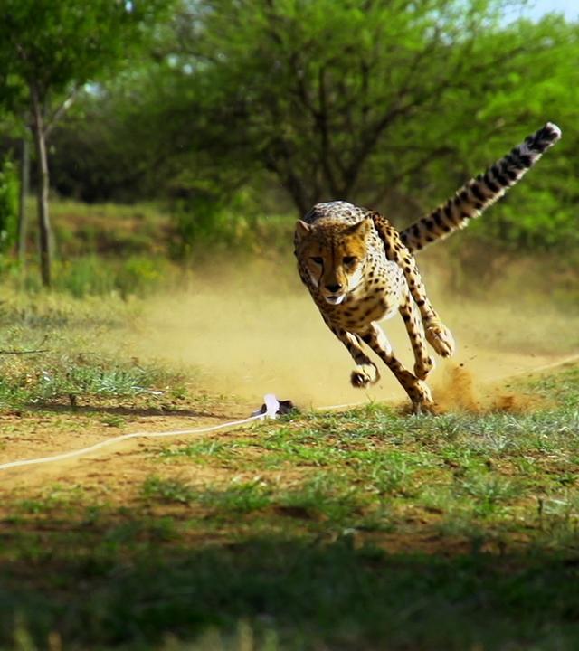 Rennender Gepard im Cheetah Conservation Fund