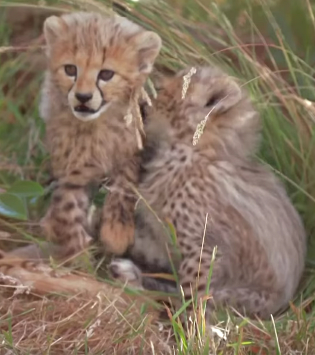 Ein junger Gepard.