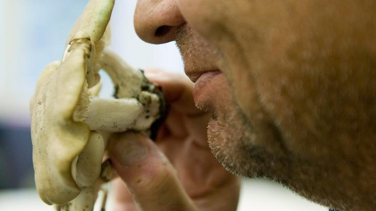 Ein Besucher der Pilzberatung riecht in Berlin im Botanischen Museum an einer Herbstlorchel.