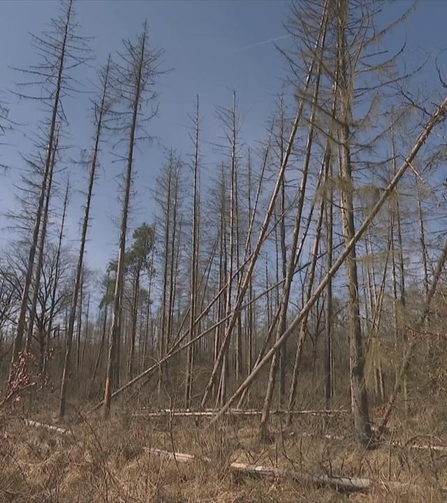 Geschädigter Wald