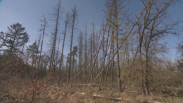 Geschädigter Wald