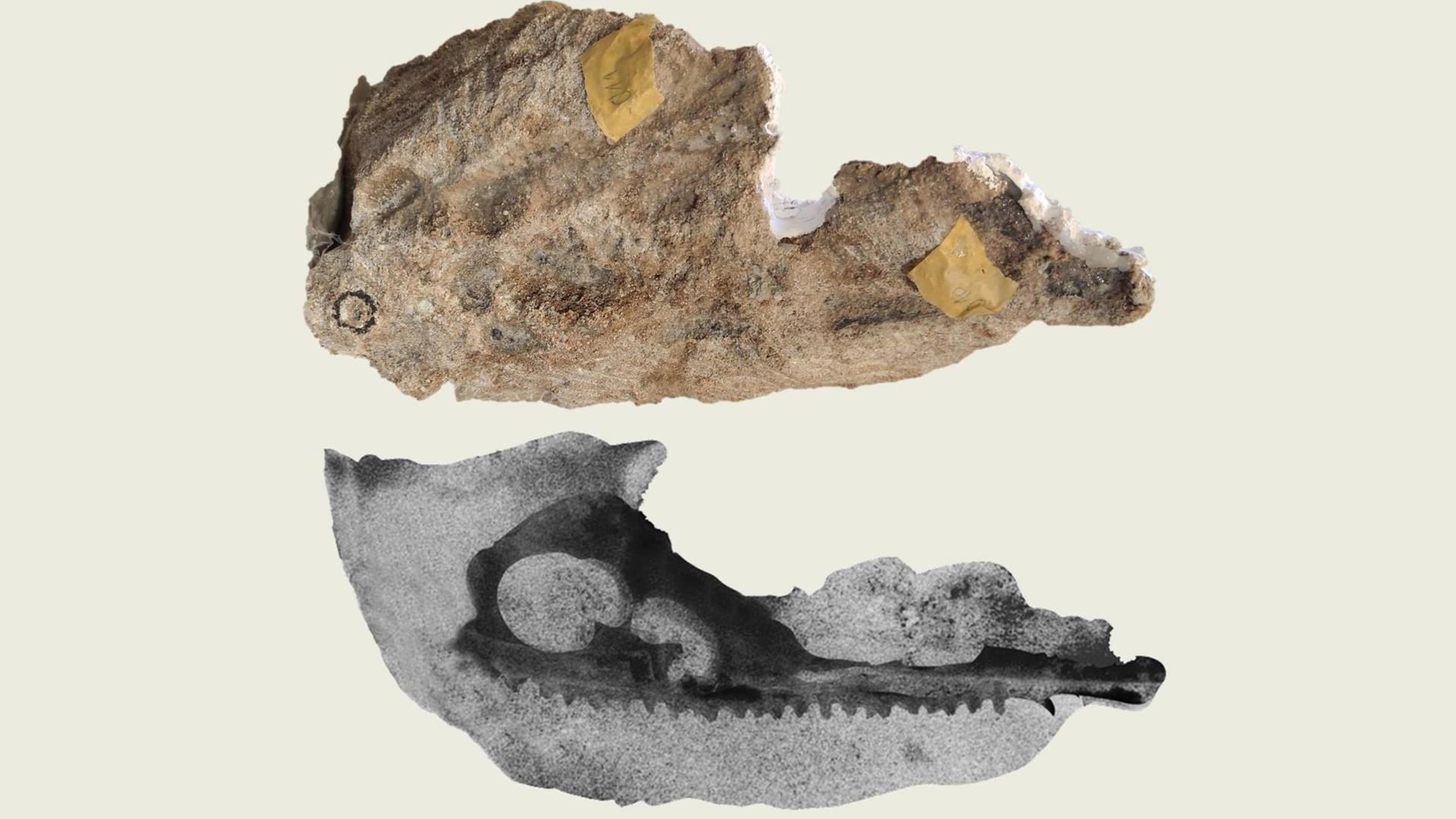 Oben der originale Gesteinsbrocken, unten der CT-Scan