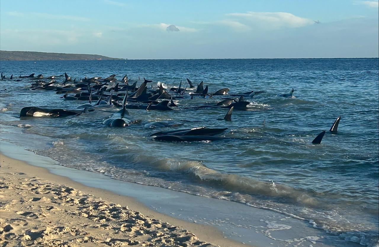 Die am 25.04.2024 zur Verfügung gestellte undatierte Aufnahme zeigt eine Massenstrandung von Grindwalen in Toby's Inlet in Westaustralien. 