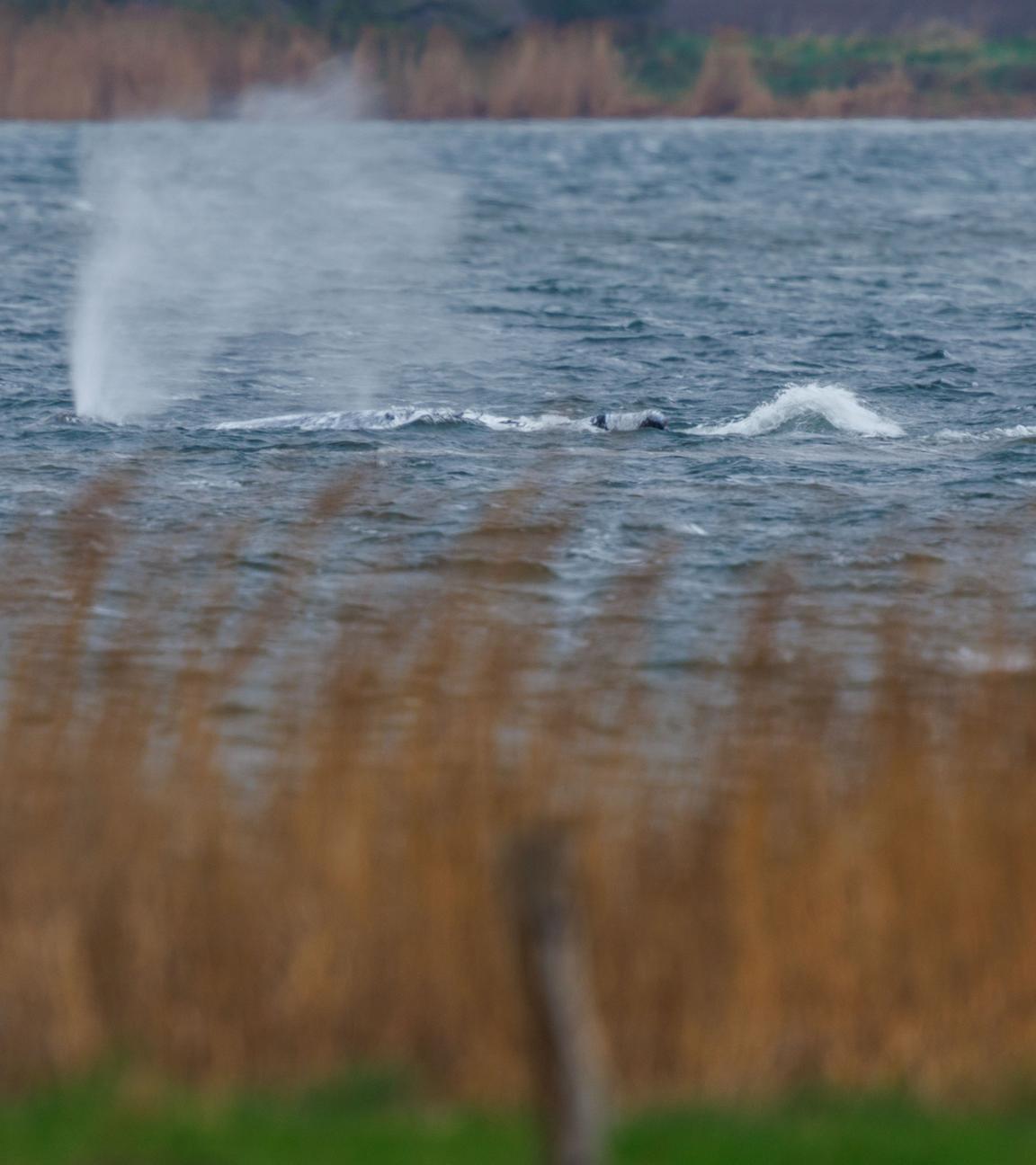 Der gestrandete Buckelwal schwimmt am 20.04.2026 wieder vor der Insel Poel.