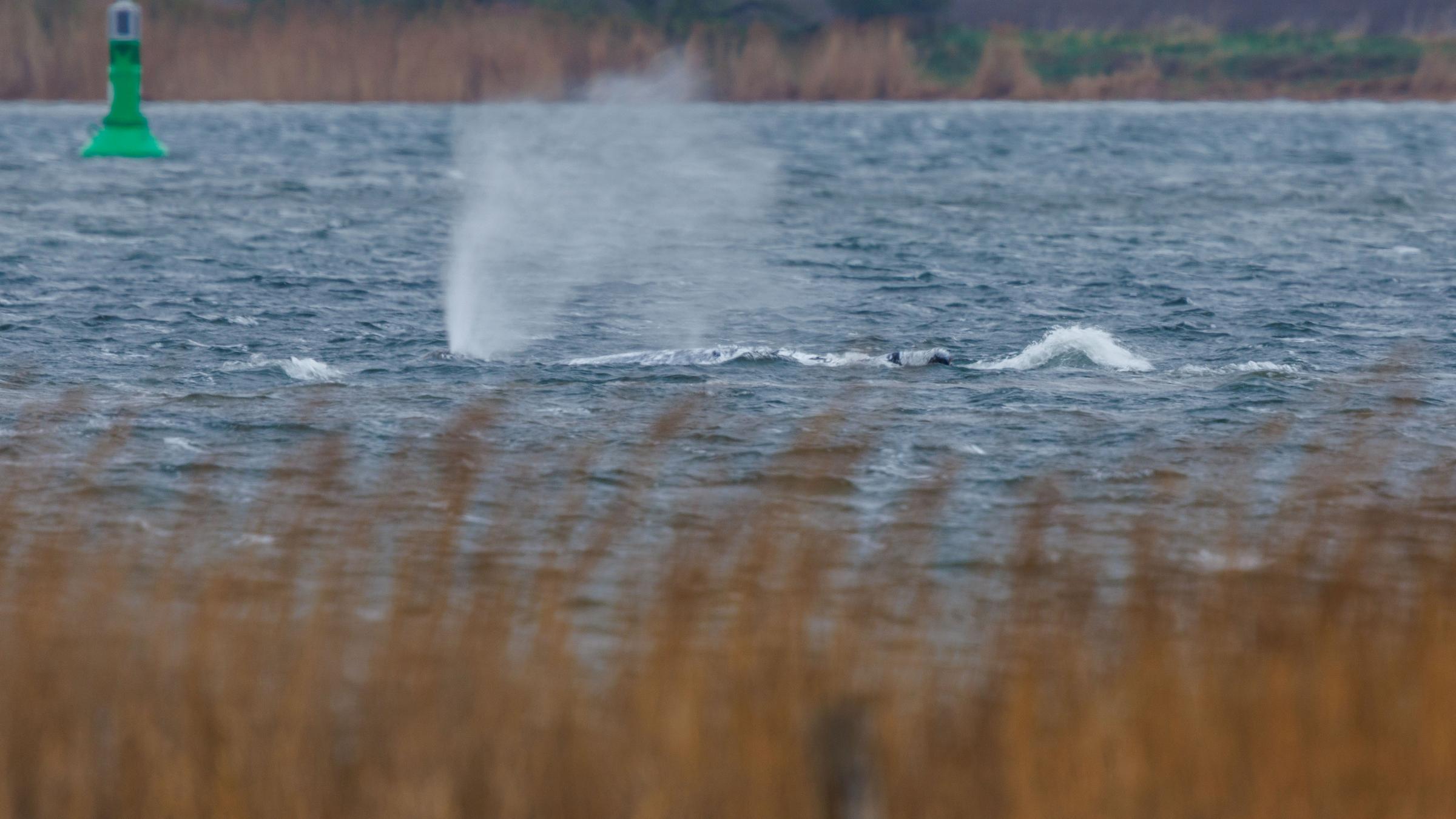 Der gestrandete Buckelwal schwimmt am 20.04.2026 wieder vor der Insel Poel.