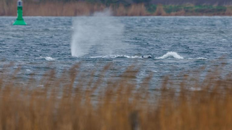 Der gestrandete Buckelwal schwimmt am 20.04.2026 wieder vor der Insel Poel.
