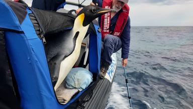 Der männliche Kaiserpinguin namens Gus wird vor der Südküste Westaustraliens wieder ins Meer entlassen.