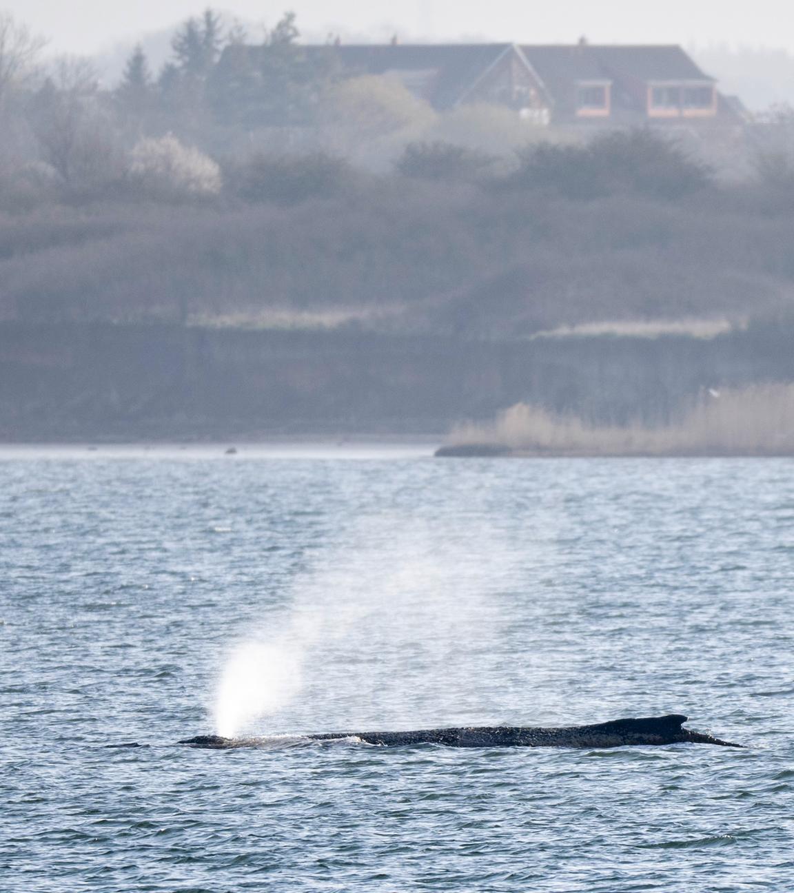30.03.2026, Mecklenburg-Vorpommern, Wismar: Der Wal gibt Atemluft ab.