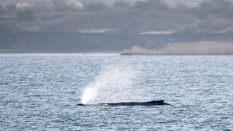 30.03.2026, Mecklenburg-Vorpommern, Wismar: Der Wal gibt Atemluft ab.