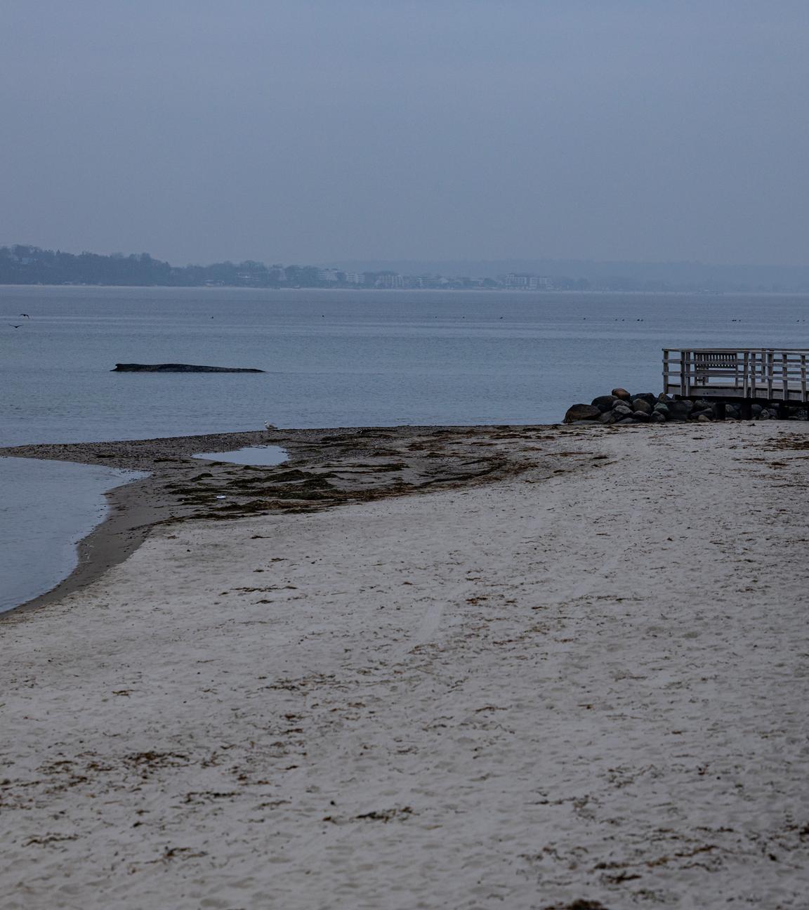 Timmendorf: Der an der Ostseeküste vor Niendorf gestrandete Wal konnte sich trotz mehrfacher Versuche bisher nicht befreien.