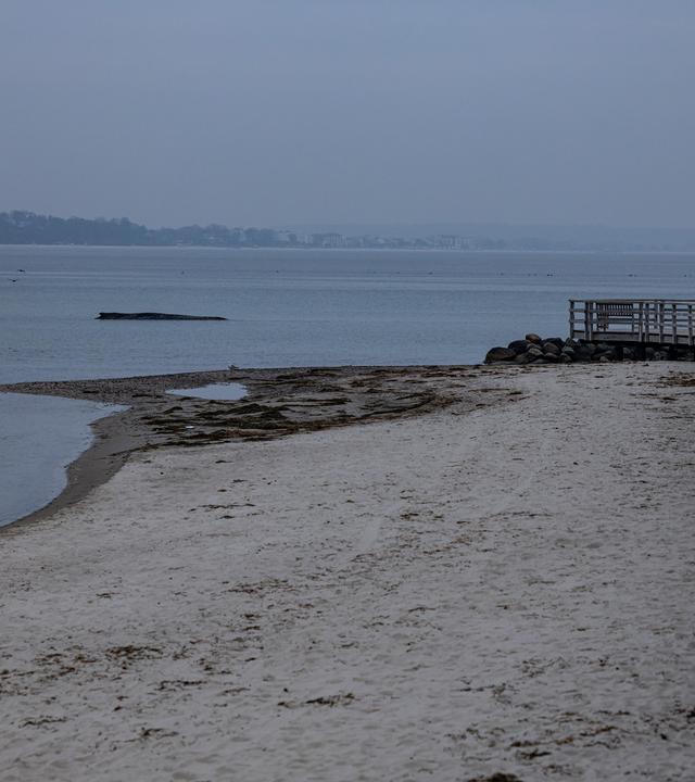 Timmendorf: Der an der Ostseeküste vor Niendorf gestrandete Wal konnte sich trotz mehrfacher Versuche bisher nicht befreien.