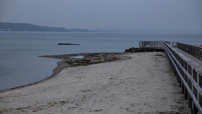 Timmendorf: Der an der Ostseeküste vor Niendorf gestrandete Wal konnte sich trotz mehrfacher Versuche bisher nicht befreien.