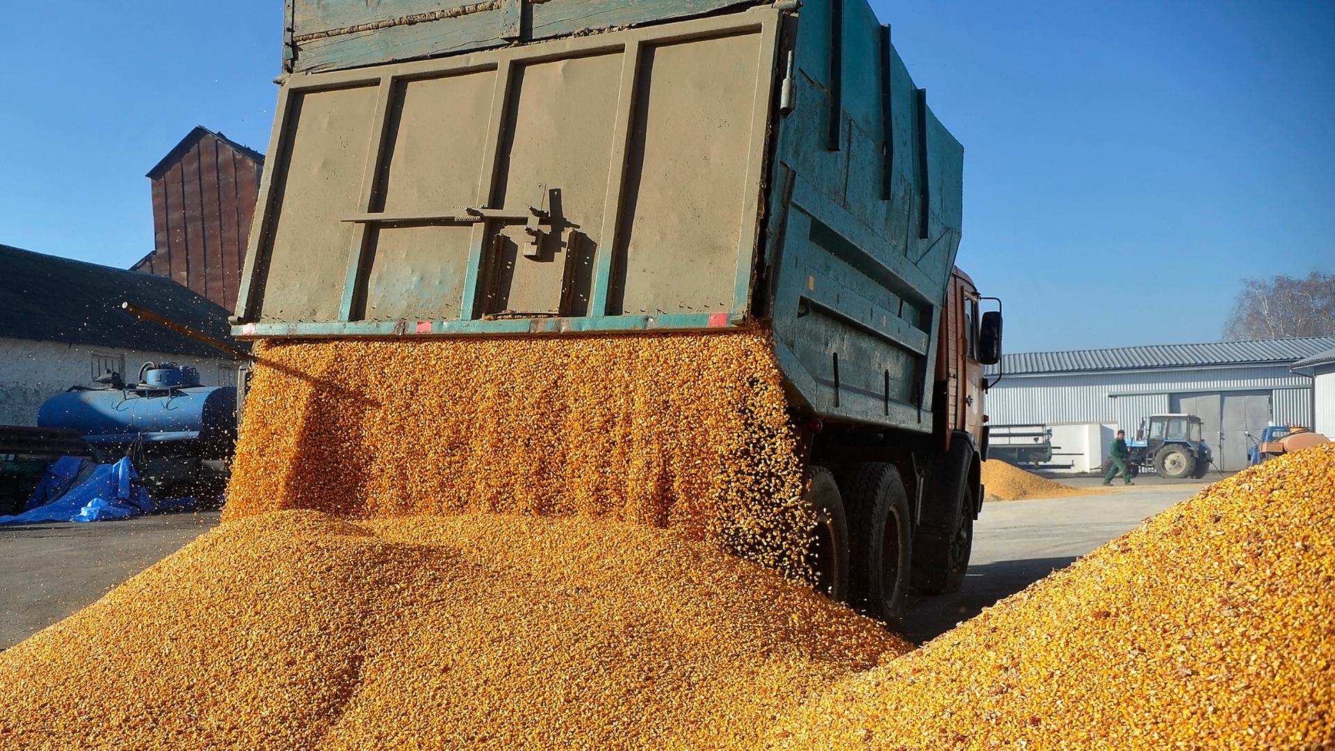 Archiv:  Ein Fahrzeug lädt Mais auf dem Bauernhof Roksana-K ab. Ukraine, Winnyzj, 12.11.2022.