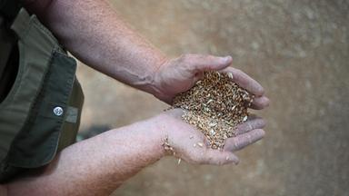 Landwirt hält Getreide in den Hände