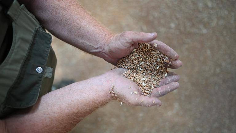  Landwirt hält Getreide in den Hände