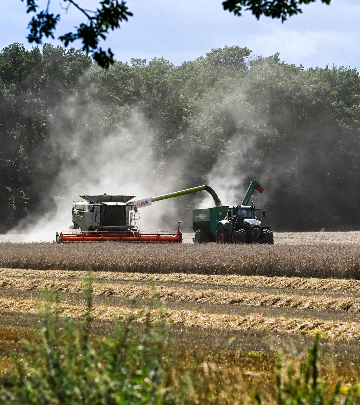 Brandenburg, Großwoltersdorf: Auf einem Getreidefeld wird im Landkreis Oberhavel die Ernte eingebracht. Wegen des unbeständigen Wetters stockt die Ernte derzeit.