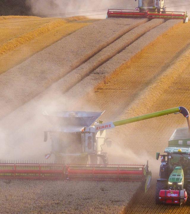 Mähdrescher fahren am Abend bei der Weizenernte über einen Getreideacker in Benzin, Mecklenburg-Vorpommern