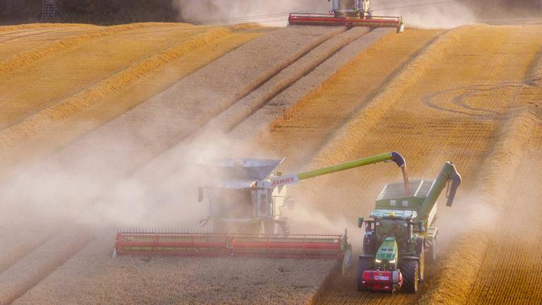 Mähdrescher fahren am Abend bei der Weizenernte über einen Getreideacker in Benzin, Mecklenburg-Vorpommern