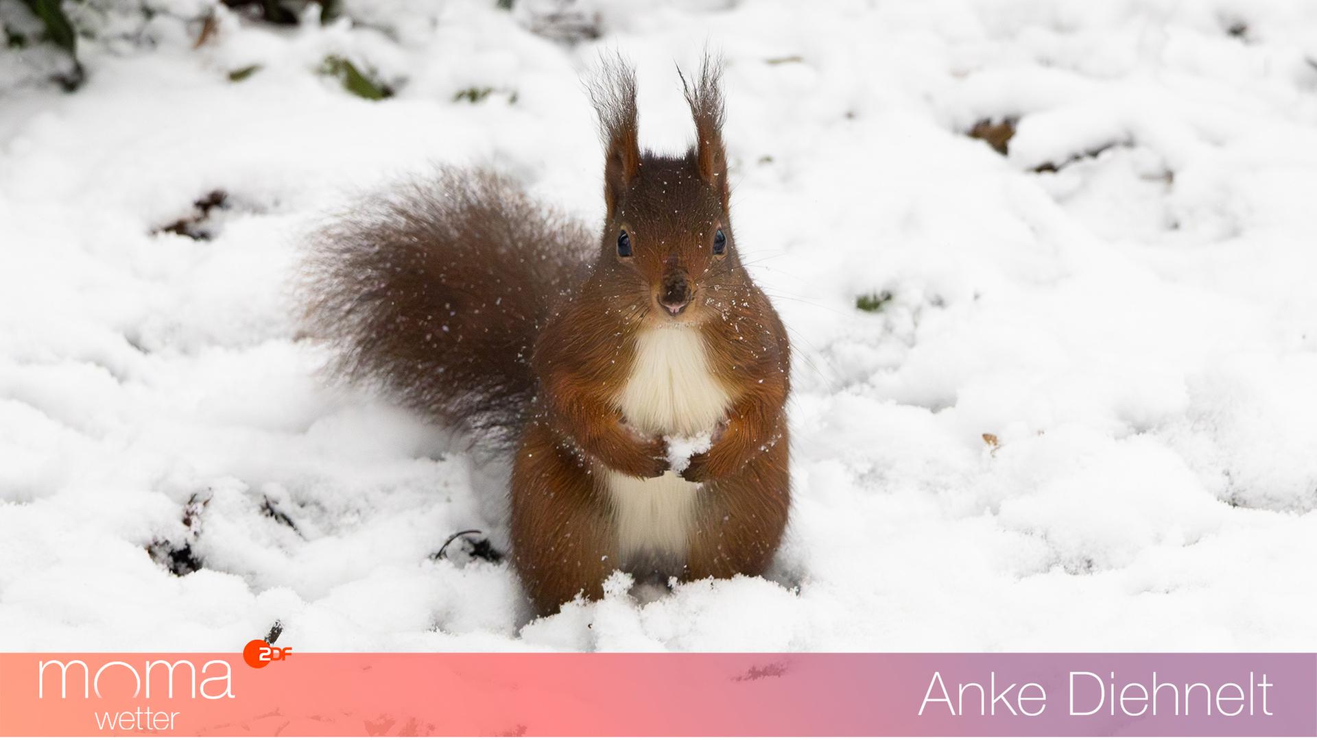 Gewinnerfoto vom 20. Februar 2026