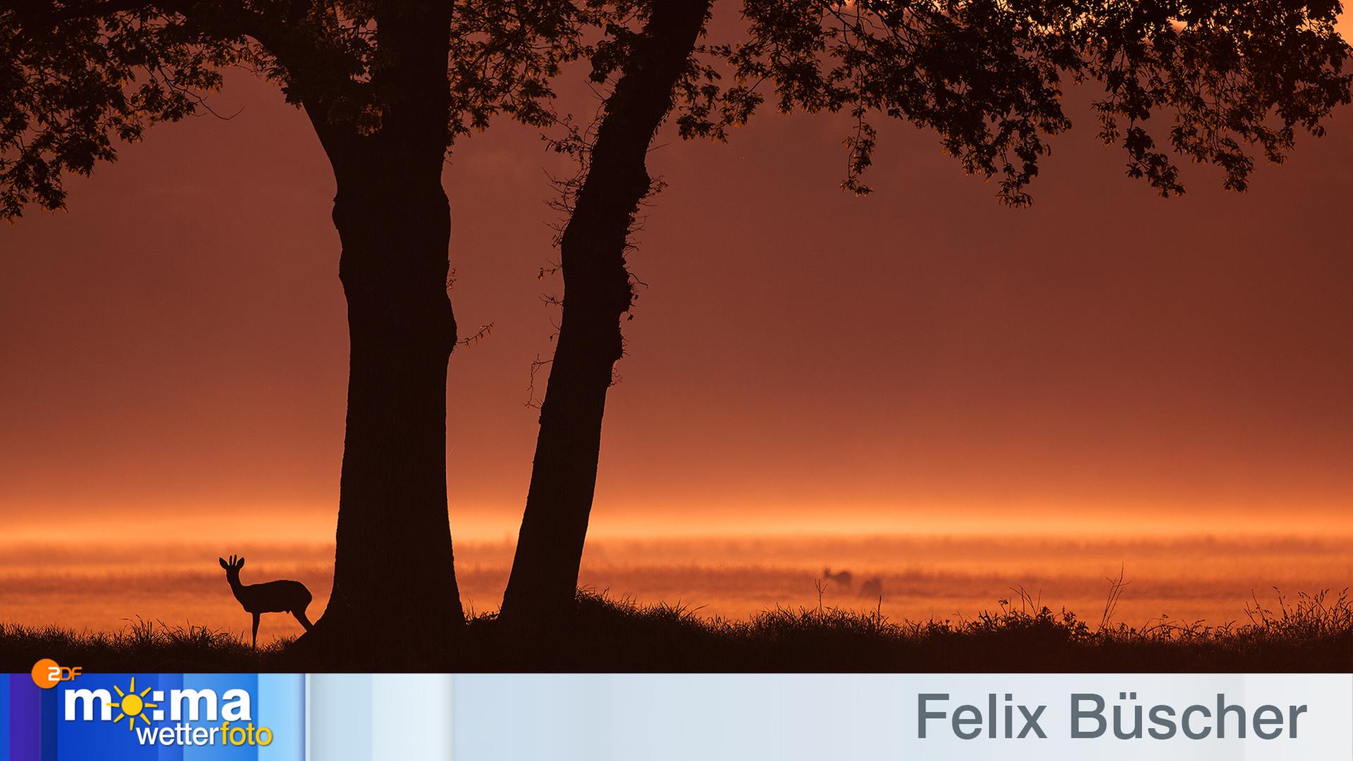 Gewinnerfoto vom 22. Juni 2018