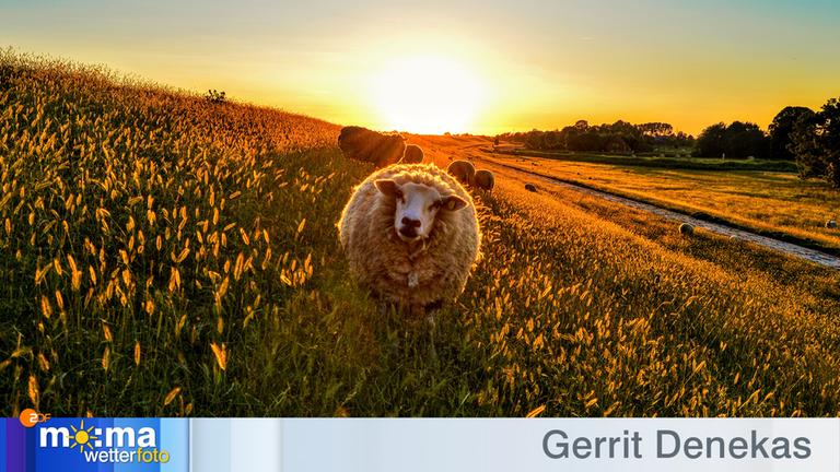 Gewinnerfoto vom 5. Juli 2019